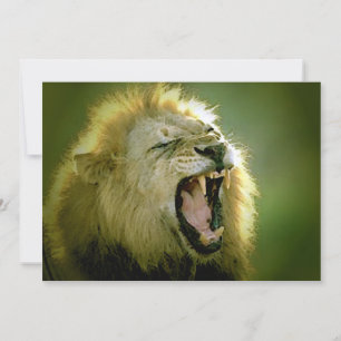 Uitnodiging voor Roaring Lion