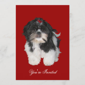 Uitnodigingen Shitzu Shih Tzu Puppies Honden