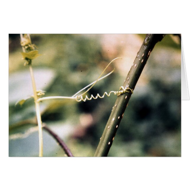 Uitpakken.... (Voorkant Horizontaal)