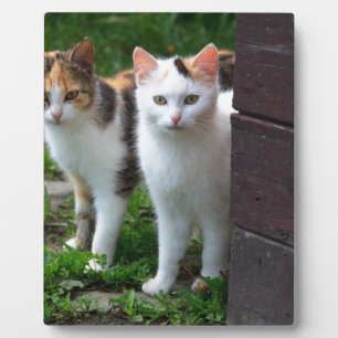 Uitspelen van katten fotoplaat