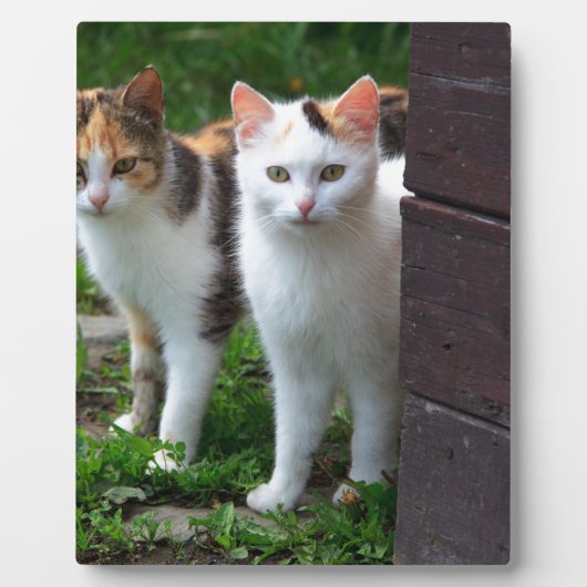 Uitspelen van katten fotoplaat (Voorkant)
