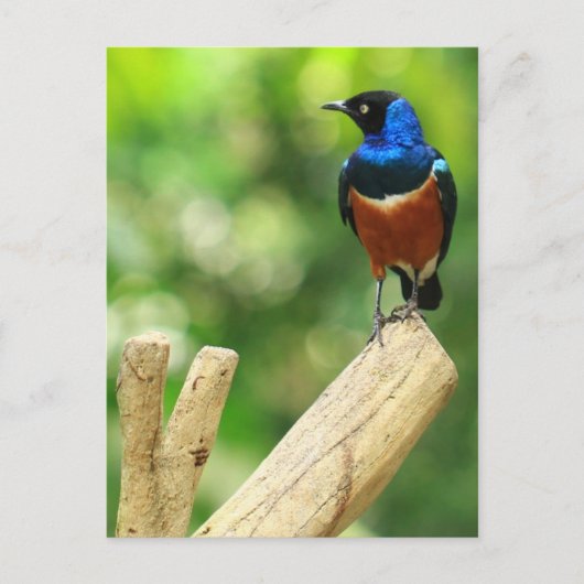 Uitstekend Briefkaart (Voorkant)