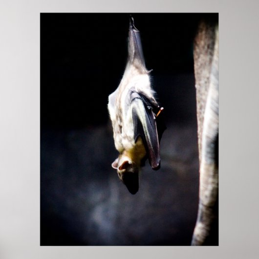 Uitstekend Poster (Voorkant)