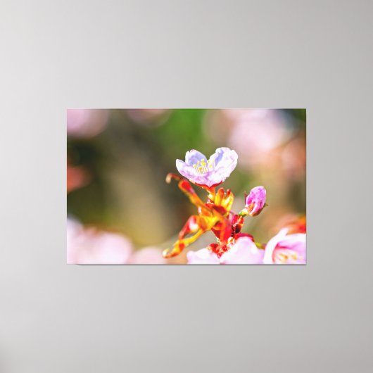 Uitstekende roze Sakura-ventilator in Springtime Canvas Afdruk (Voorkant)
