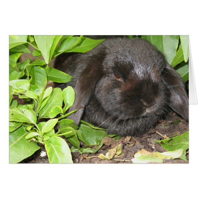 Uitstoot (Voorkant Horizontaal)