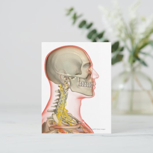 Uitwerping van de zenuwen van de nek briefkaart (Staand voorkant)