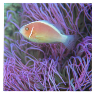 Uitzicht aan de zijkant van een roze anemonvis, Ok Tegeltje
