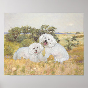 Uitzicht Bichon Frise Meadow Poster