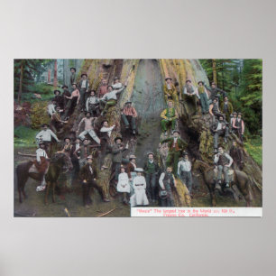 Uitzicht Boole, de grootste boom ter wereld Poster