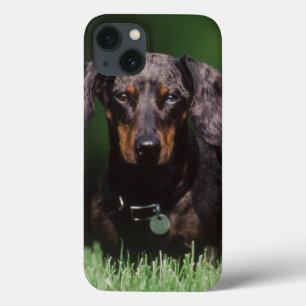 Uitzicht Dachshund met Dapple-kleurstof iPhone 13 Hoesje