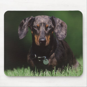Uitzicht Dachshund met Dapple-kleurstof Muismat