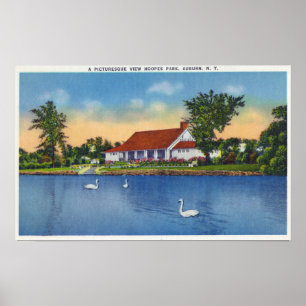 Uitzicht Hoopes Park Swans op het meer Poster