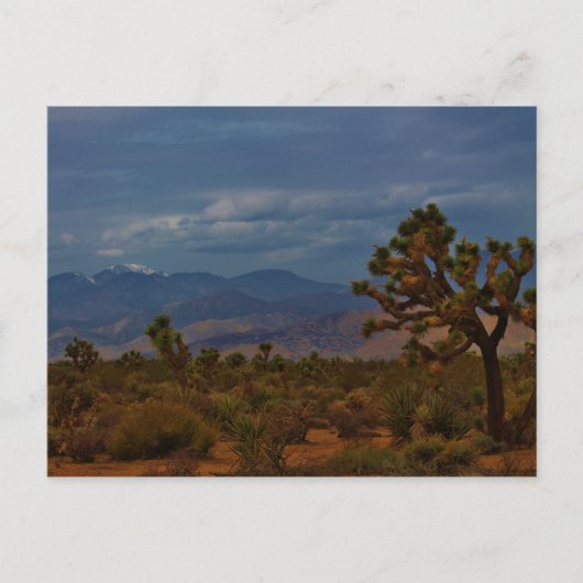 Uitzicht Joshua Tree Briefkaart (Voorkant)