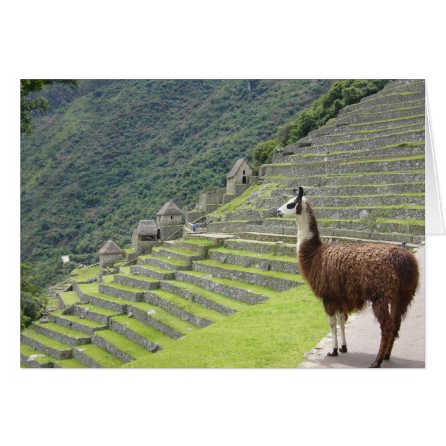 uitzicht machu llama (Voorkant Horizontaal)