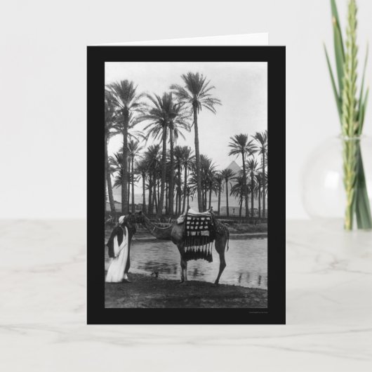 Uitzicht Oasis Pyramide 1902 Kaart (Voorkant)
