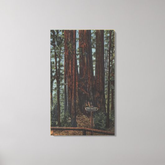 Uitzicht "Three Graces" in Big Trees Park Canvas Afdruk (Voorkant)