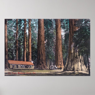Uitzicht van Big Trees in Mariposa Grove Poster