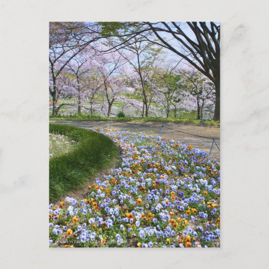 Uitzicht van Cherry-bloesems (& Viola) Briefkaart (Voorkant)