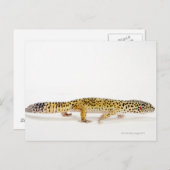 Uitzicht van de hagedis briefkaart (Voorkant / Achterkant)