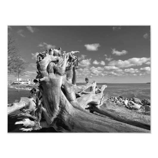 Uitzicht van de haven - Plymouth, Massachusetts Foto Afdruk (Voorkant)