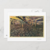 Uitzicht van de JR Simplot Dehydrating Co. Briefkaart (Voorkant / Achterkant)