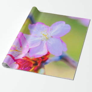 Uitzicht van de roze Sakura Cherry Blossom Cadeaupapier