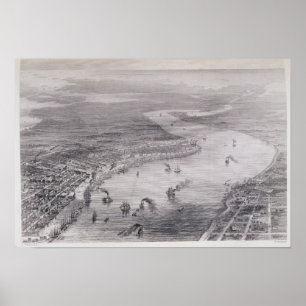 Uitzicht van de vogelsoort van New Orleans Poster