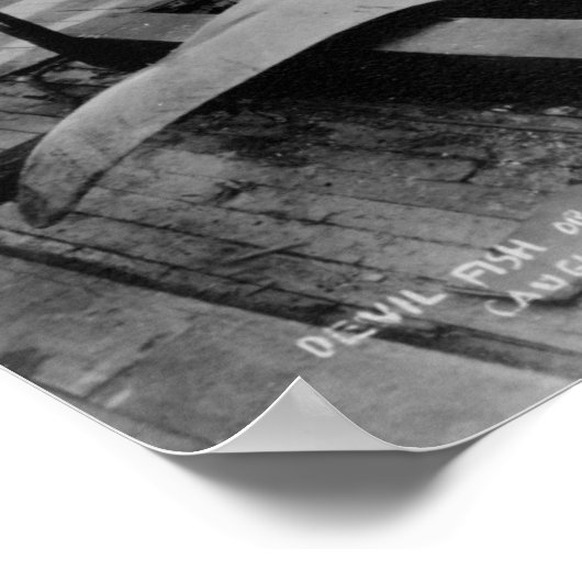 Uitzicht van een Caught Manray Poster (Hoek)