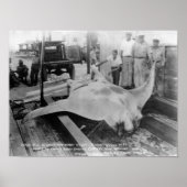 Uitzicht van een Caught Manray Poster (Voorkant)