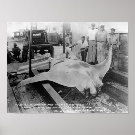 Uitzicht van een Caught Manray Poster (Voorkant)