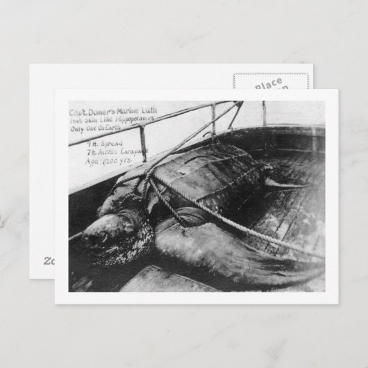 Uitzicht van een gigantische Zee schildpad in geva Briefkaart (Voorkant / Achterkant)