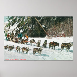 Uitzicht van een Husky Dog-Sled Team Poster