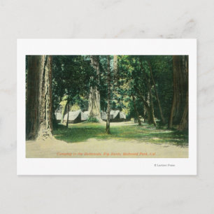 Uitzicht van een kamp in de kustmammoetbomen briefkaart