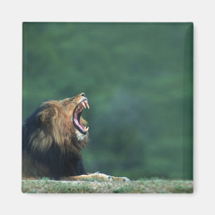 Uitzicht van een leeuw (Panthera leo) die zijn mon Magneet