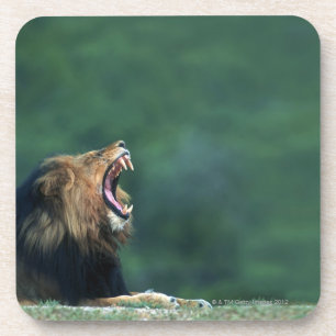 Uitzicht van een leeuw (Panthera leo) die zijn mon Onderzetter