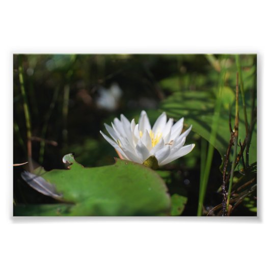 Uitzicht van Frog van Lily Foto Afdruk (Voorkant)