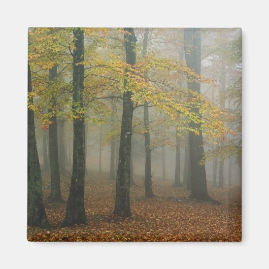 Uitzicht van het herfst van het bos, grootvader 3 magneet (Voorkant)