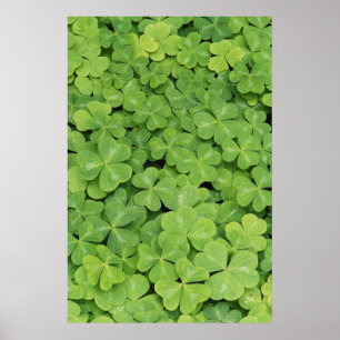 Uitzicht van het hout van Oxalis Oregana Sorrel Fo Poster