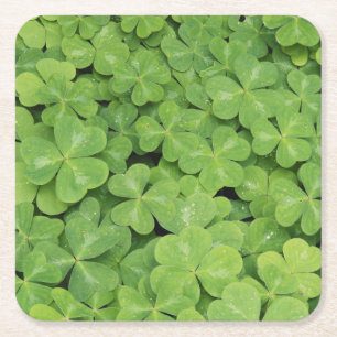 Uitzicht van het hout van Oxalis Oregana Sorrel Fo Vierkante Kartonnen Onderzetter
