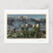 Uitzicht van Mt. San Jacinto, Yucca Mohavensis Briefkaart (Voorkant)