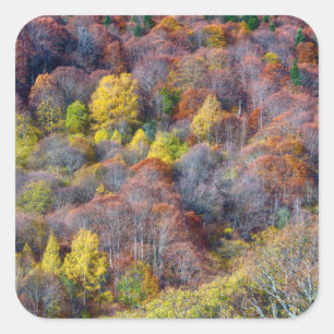Uitzicht van najaarsboskleurige bomen vierkante sticker