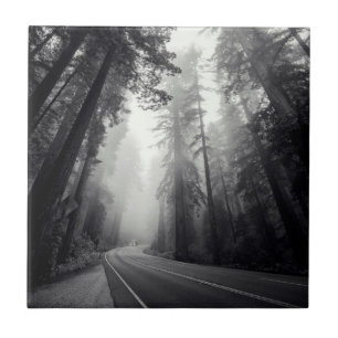 Uitzicht van Sequoia-bomen in de bosbouw Tegeltje