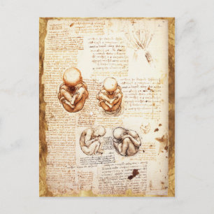 Uitzichten van een foetus in de baarmoeder, Ob-Gyn Briefkaart