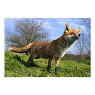 UK, Engeland. Rode Vos Vulpes vulpes) in Foto Afdruk
