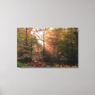 UK. Forest of Dean. Zonnestraal die een Canvas Afdruk