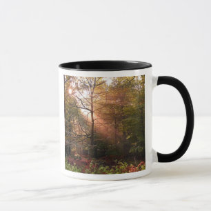 UK. Forest of Dean. Zonnestraal die een Mok