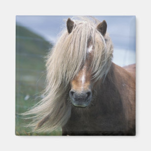 UK, Schotland, Shetlandeilanden, Shetlandpony Magneet