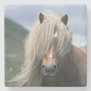 UK, Schotland, Shetlandeilanden, Shetlandpony Stenen Onderzetter