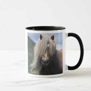 UK, Scotland, Shetland Islands, Shetland pony Mok