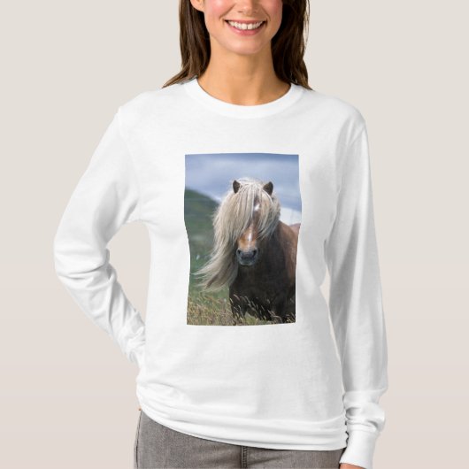 UK, Scotland, Shetland Islands, Shetland pony T-shirt (Voorkant)